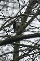 Woodpecker High In Tree