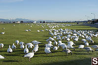 Field Of Snow Geese