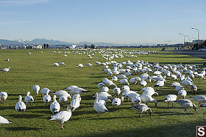 Field Of Snow Geese