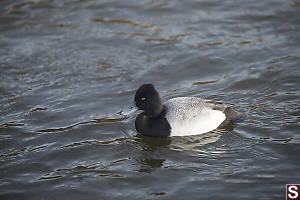 Male Greater Scaup