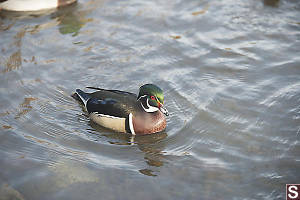 Male Wood Duck