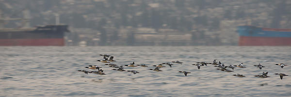 Flock Of Merganser Flying By