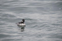 Female Bufflehead