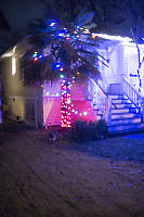 Raccoon With Christmas Palm Tree