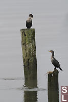 Two Double Crested Cormorants On Old Pilings