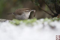 Bewicks Wren With Insect