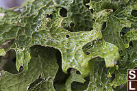 Lungwort Details