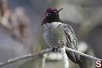 Male Annas On Branch