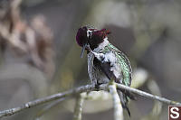 Male Annas Scratching Beak