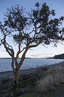 Arbutus On Sandy Beach