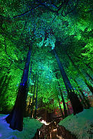 Laser Illuminated Trees