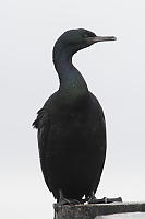 Pelagic Cormorant On Piling