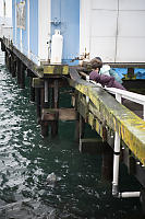 Seal Waiting For Handouts