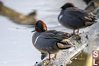 Cinnamon Teal