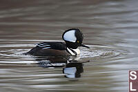 Hooded Merganser