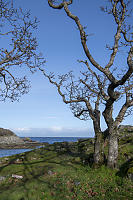 Naked Oak Trees