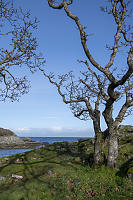 Naked Oak
          Trees