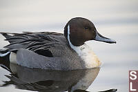 Northern Pintail