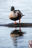 Northern
        Shoveler