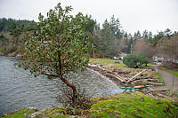 Arbutus On Hill Above Starting Bay