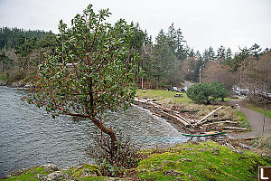 Arbutus On Hill Above Starting Bay