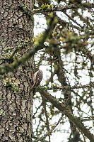 Brown Creeper