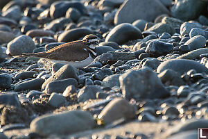 Killdeer In The Rocks