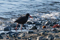 Oyster Catcher At Tide Line