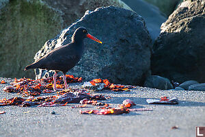 Oyster Catcher Glowing In Morning