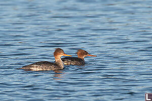 Red-breasted Merganser
