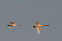 Trunpeter Swan In Flight