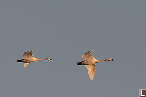 Trunpeter Swan In Flight