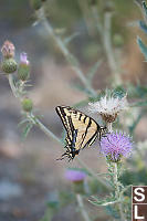 Western Tiger Swallowtail Drinking