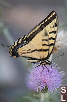 Western Tiger Swallowtail On Thistle