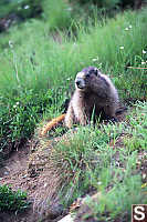 Marmot Looking At Me