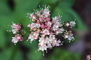 Pink And White Flowers