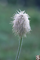 Western Anemone - Anemone occidentalis