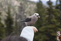 Clarks Nutcracker With Cashew