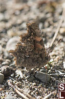 Satyr Comma Ventral