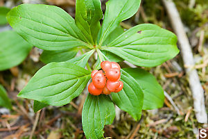 Bunch Berries In Berries