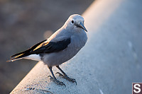 Clarks Nutcracker