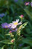 Daisies In Sun