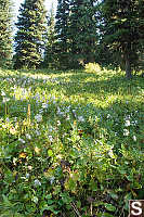 Field Of Cotton Grass