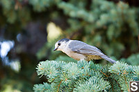 Whiskey Jack On Tree