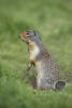 Ground Squirrel Profile