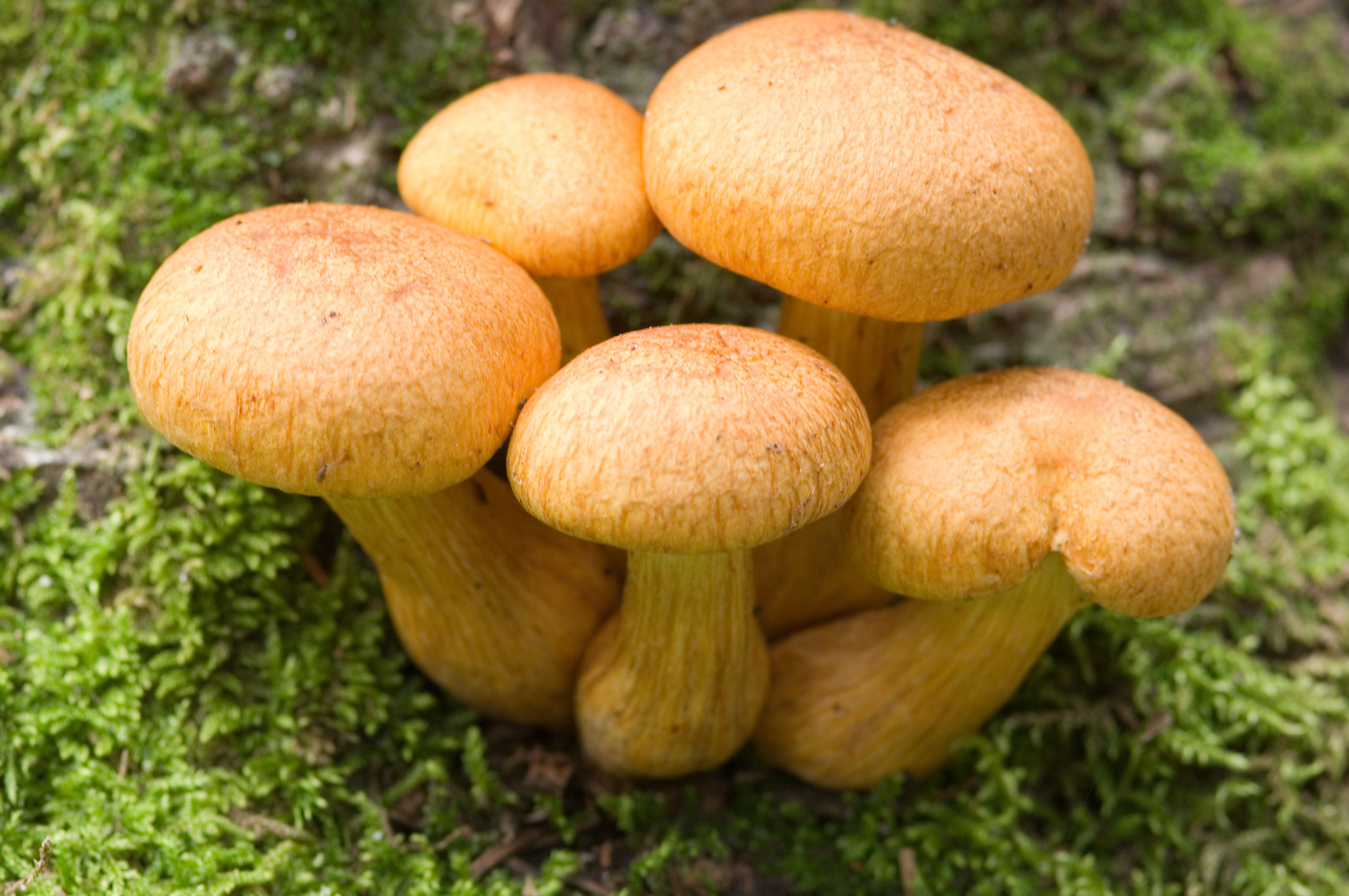 Family Of Honey Mushroom
