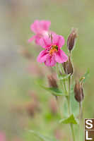 Pink Monkey Flowers