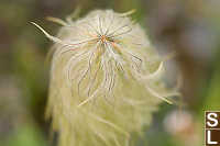 Seed Pods