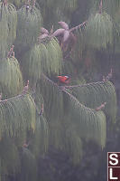 Scarlet Honeycreeper In Fog