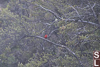 Scarlet Honeycreeper Little Closer